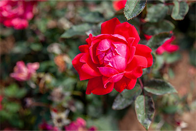 Double Knockout Rose