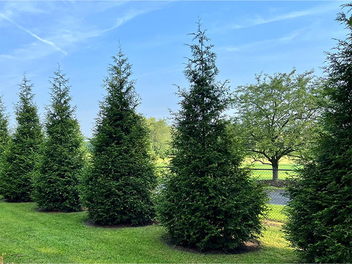 Green Giant Arborvitae