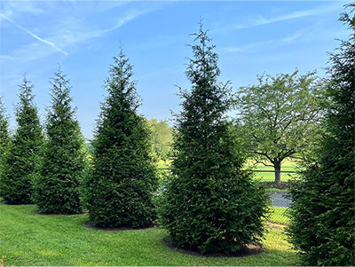 Green Giant Arborvitae