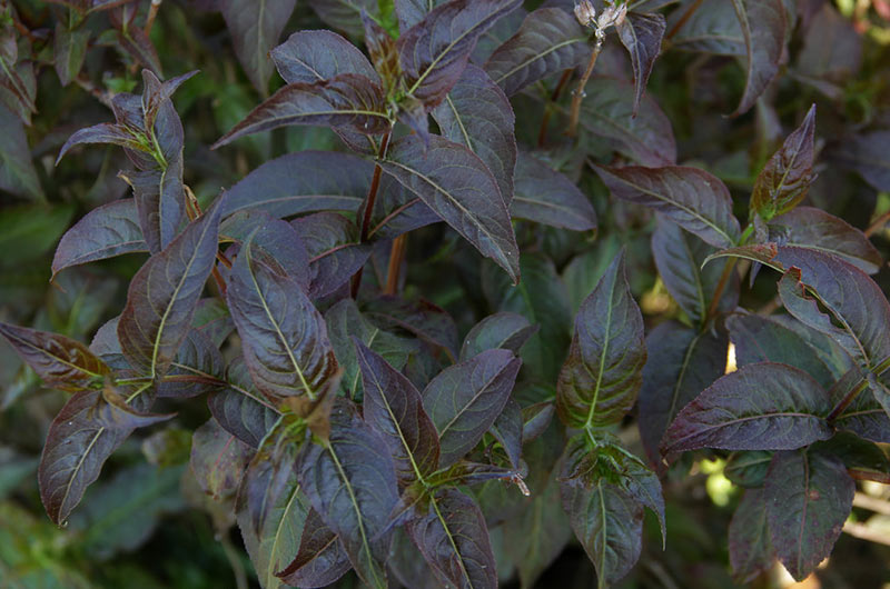 Kodiak Black Bush Honeysuckle