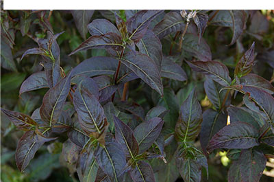 Kodiak Black Bush Honeysuckle