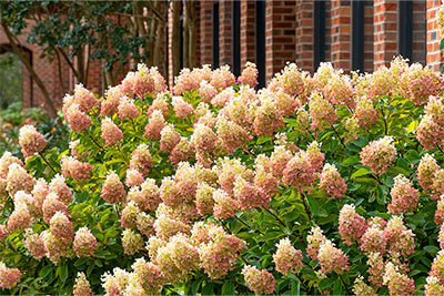 Limelight Prime Hydrangea