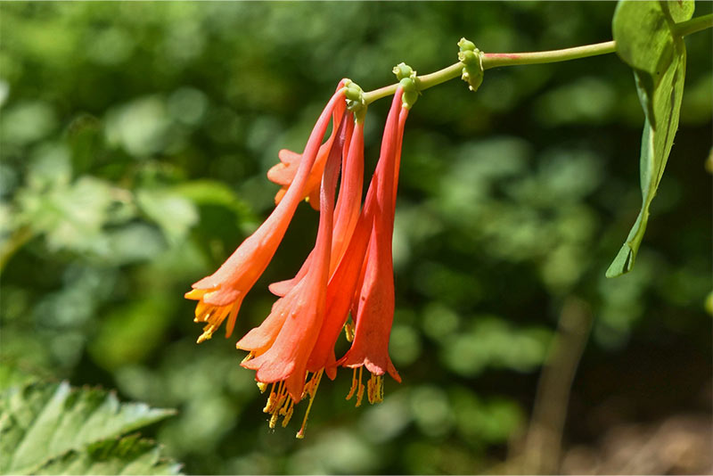 Major Wheeler Honeysuckle Vine