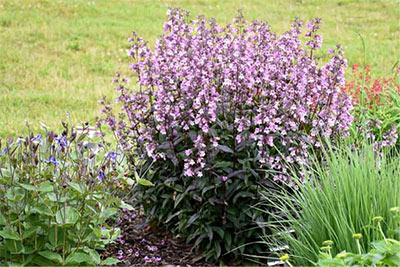Midnight Masquerade (Beardtongue)