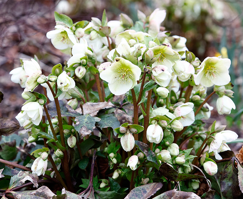 Molly’s White Hellebore (Helleborus)