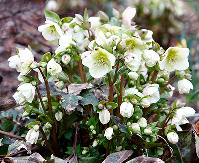 Molly’s White Hellebore (Helleborus)