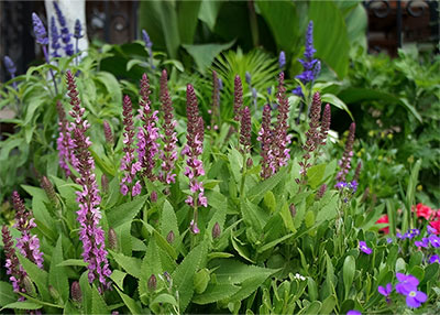 Pink Profusion Salvia