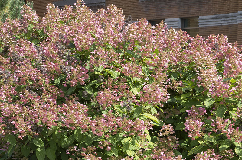 Quick Fire Hydrangea