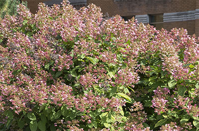Quick Fire Hydrangea