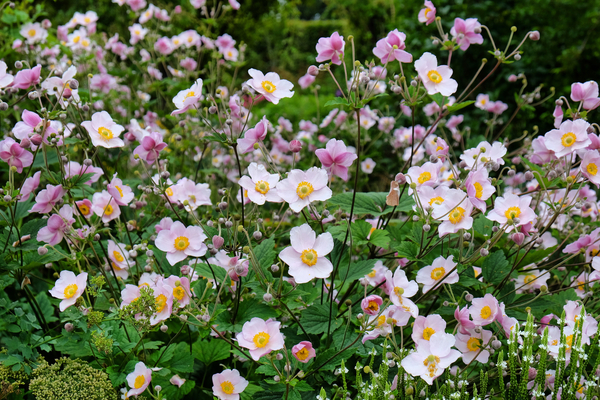 September Charm Anemone