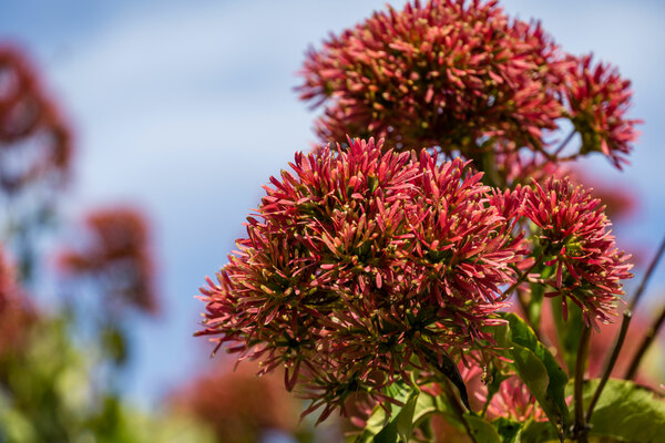 Seven Son Flower