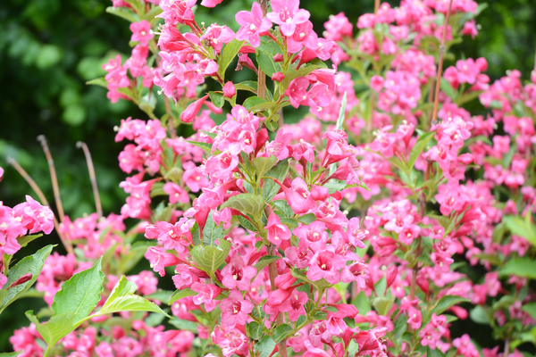 Sonic Bloom Weigela
