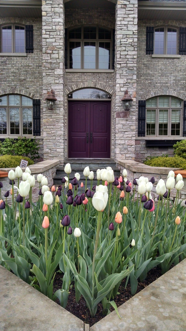 Spring Bulbs