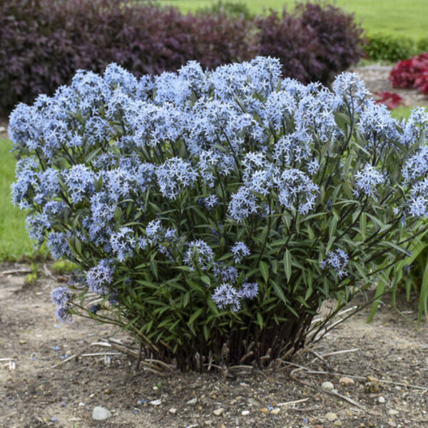 Storm Cloud Amsonia