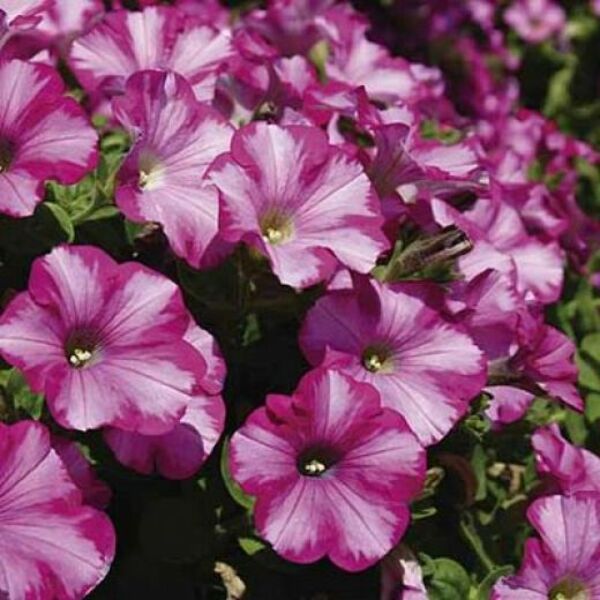 The Benefits of Planters and Annual Bedding Plant Displays