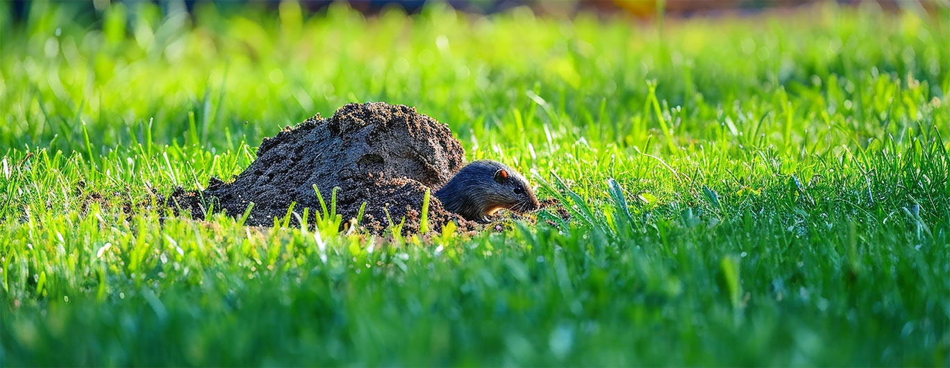 It's a New Year; Time to Spring into Action!