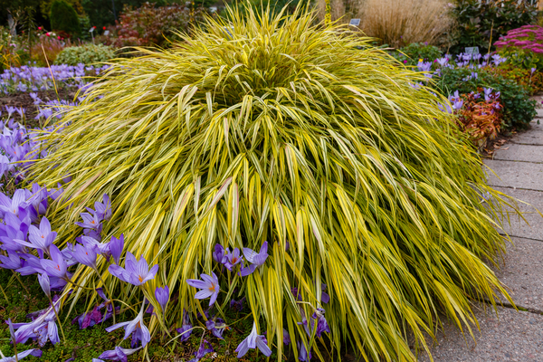 Variegated Forest Grass