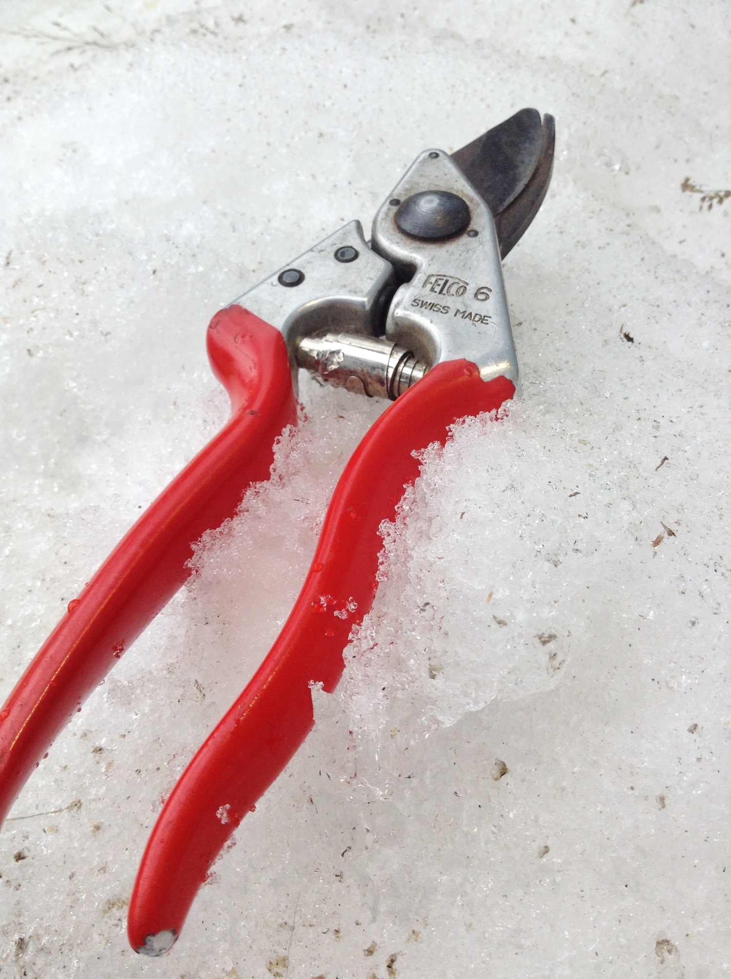Winter Pruning