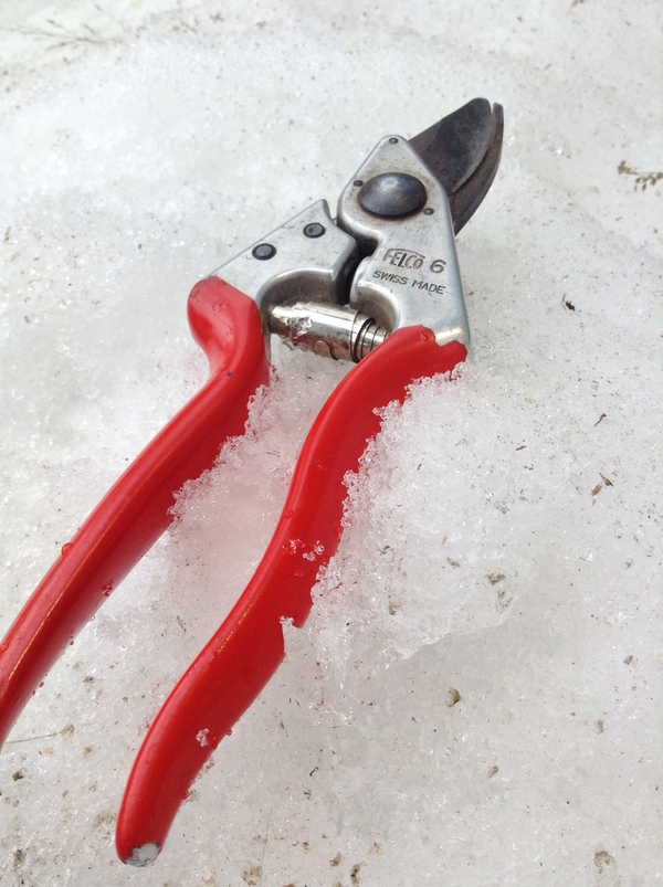 Winter Pruning