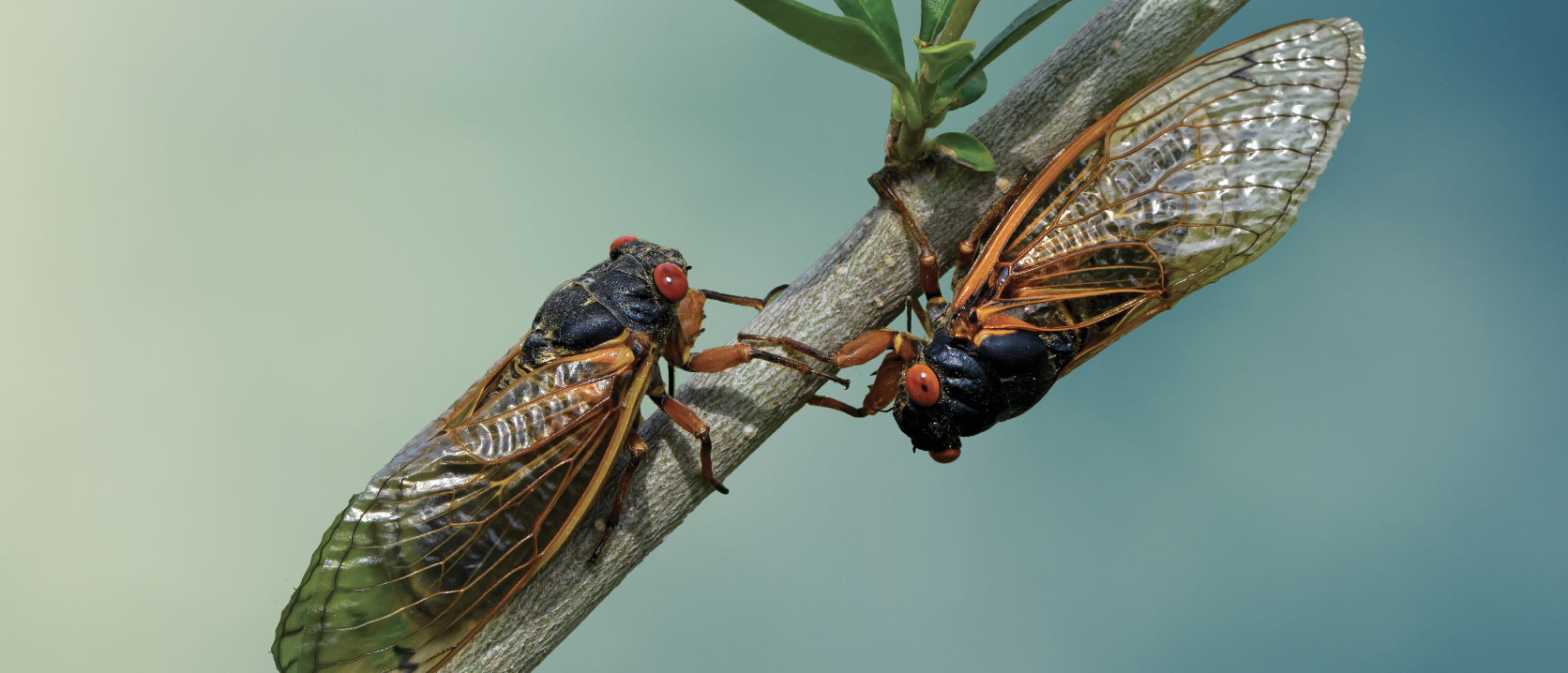 The Great Invasion Times Two