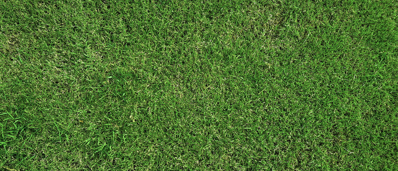 Six Steps to Lawn Envy