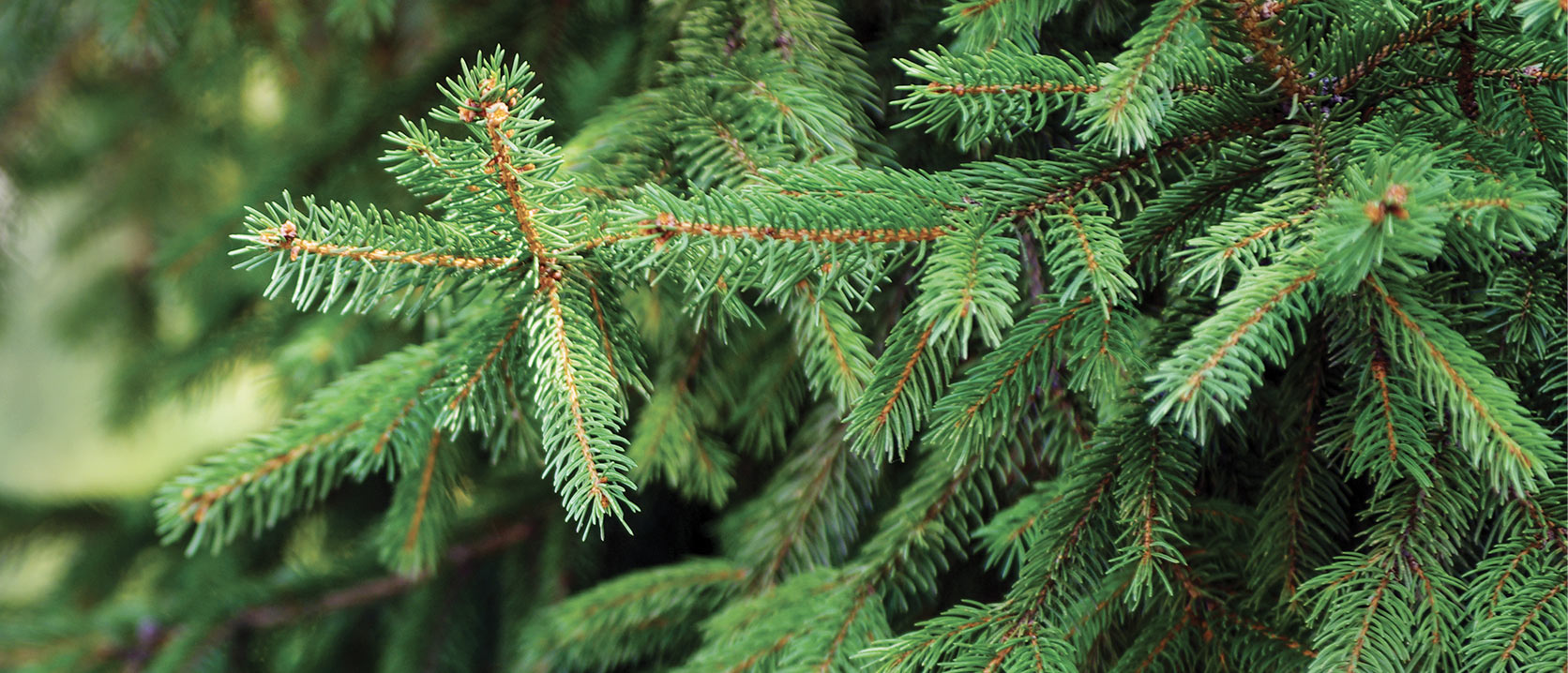 Water Trees and Shrubs This Fall