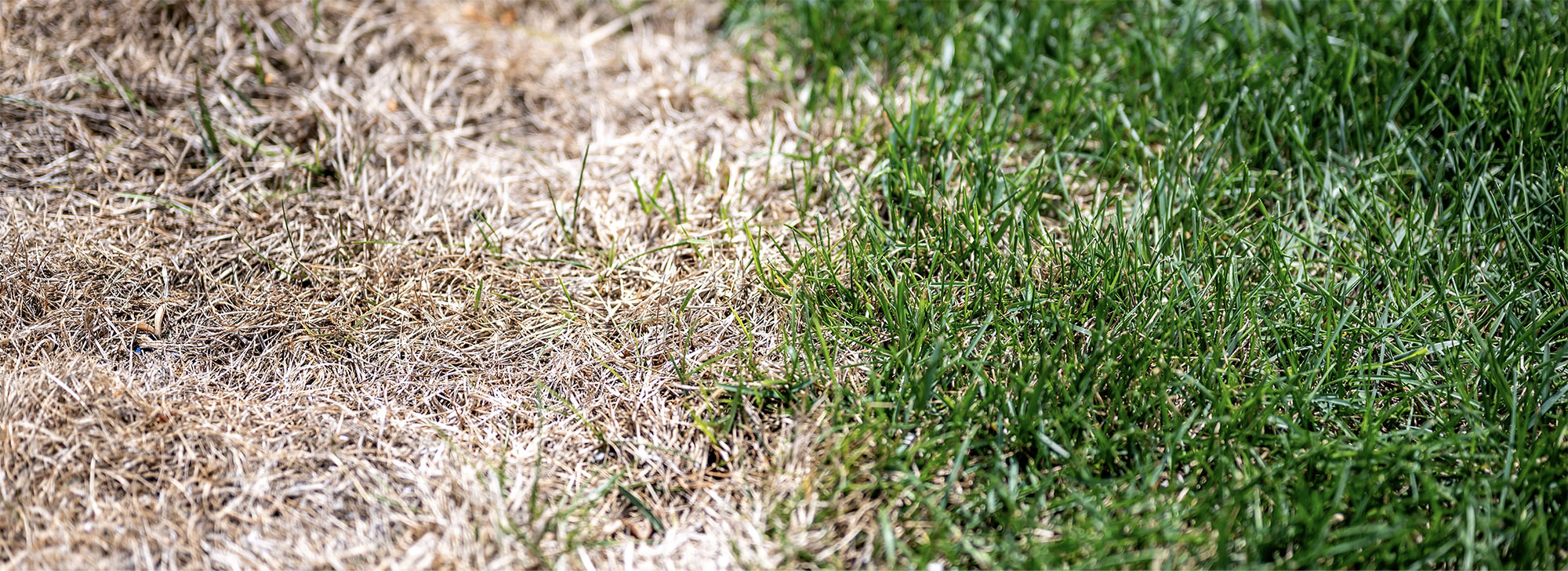 A comparison between dry brown grass afflicted with Ascochyta leaf blight and healthy green grass.