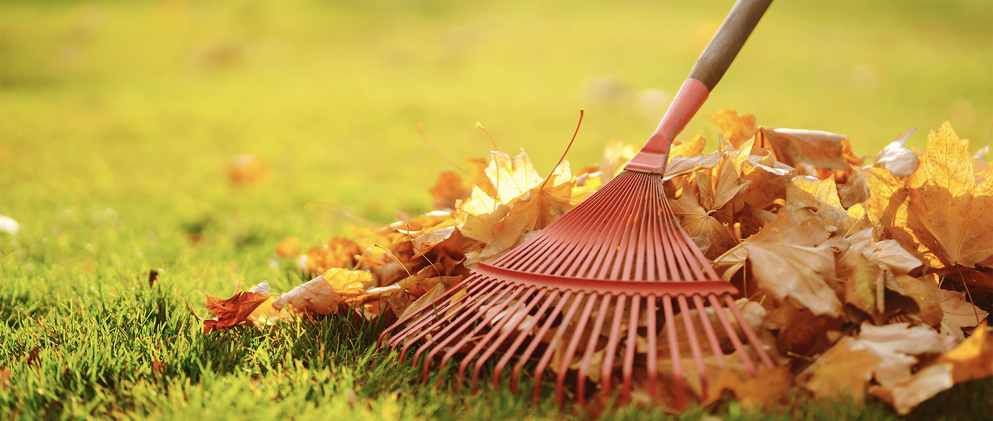 A red rake resting on top of a pile of golden autumn leaves on a bright green lawn.