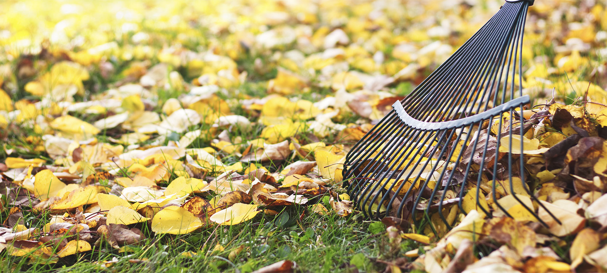 While it may be tempting to skip this laborious chore, leaving leaves on your lawn is one of the worst things you can do for your grass.