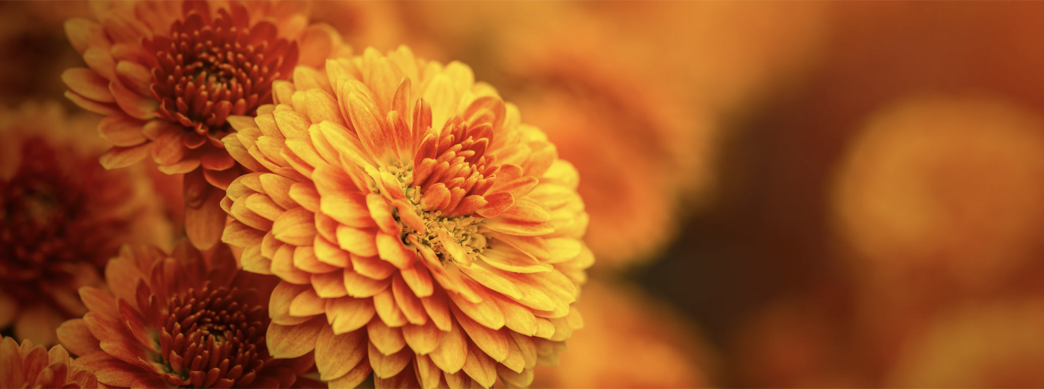 Chrysanthemums are among our favorite perennials.