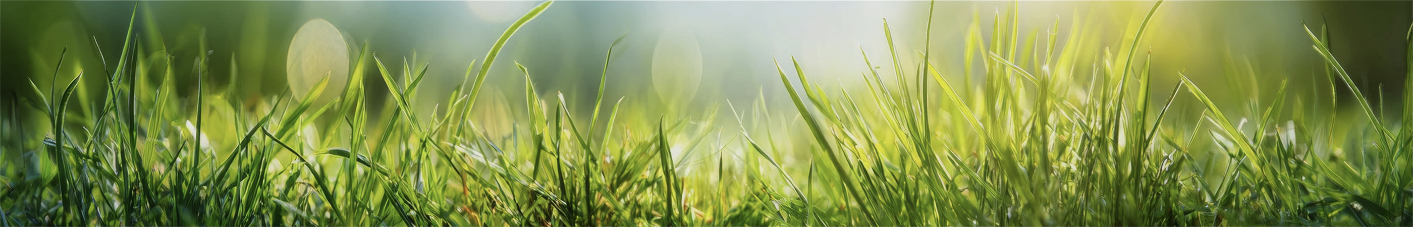 Clippings Newsletter Banner