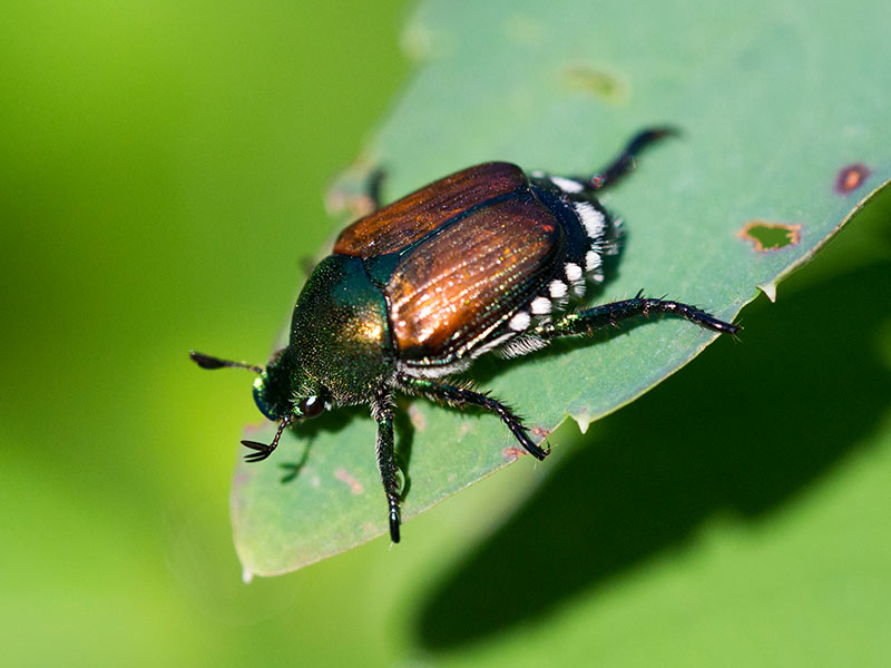 Japanese Beetles