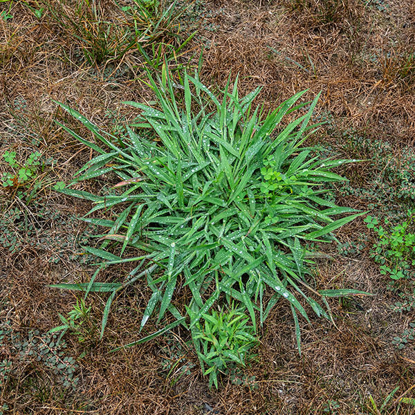 Crabgrass Control