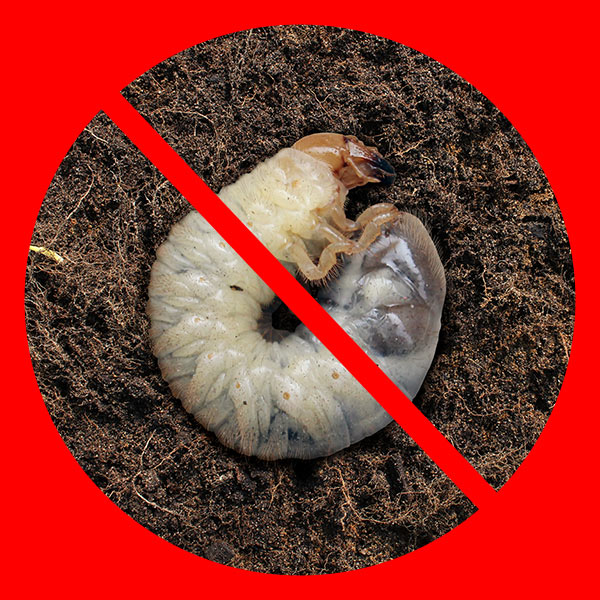 Grub Control