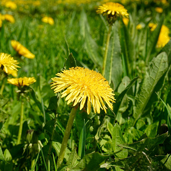 Weed Control