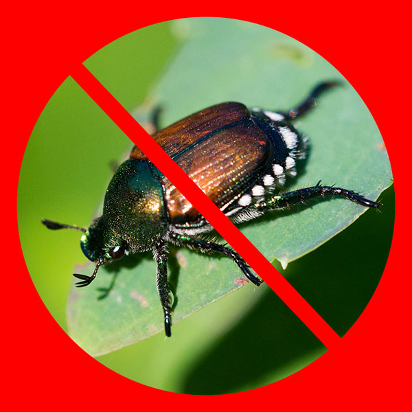 Japanese Beetles