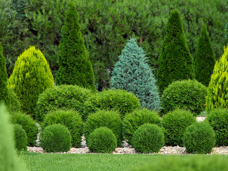 Trees & Shrubs